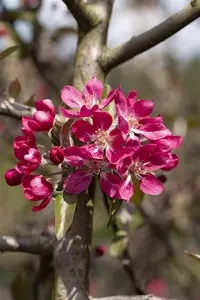 Malus 'Rudolph' - 5 Ltr pot - image 4