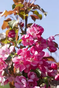Malus 'Rudolph' - 5 Ltr pot - image 5