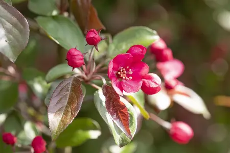 Malus 'Rudolph' - 5 Ltr pot - image 1