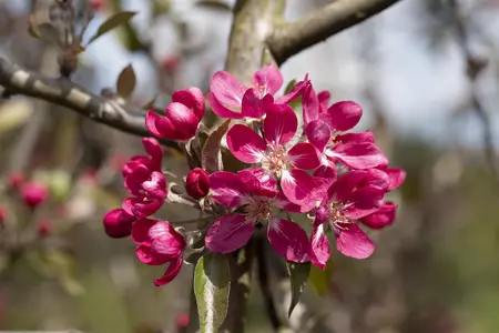 Malus 'Rudolph' - 5 Ltr pot - image 2