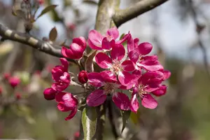 Malus 'Rudolph' - STEM 200 CM, GIRTH 12-14 CM RB - image 2