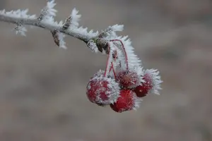 Malus 'Sugar Tyme' - 60-80 CM C12 - image 2