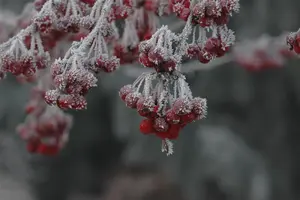Malus 'Sugar Tyme' - 60-80 CM C12 - image 3