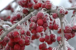 Malus 'Sugar Tyme' - 80-90 CM C15 - image 1