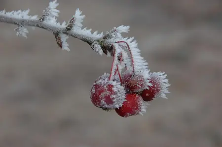 Malus 'Sugar Tyme' - 80-90 CM C15 - image 2