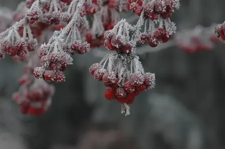 Malus 'Sugar Tyme' - 80-90 CM C15 - image 3