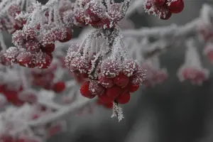 Malus 'Sugar Tyme' - 80-90 CM C15 - image 4