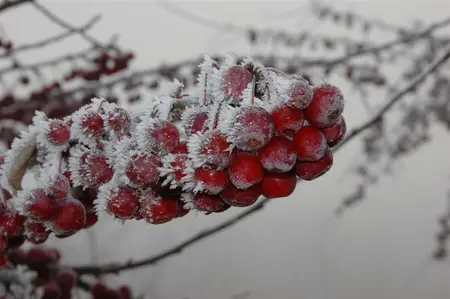 Malus 'Sugar Tyme' - 1/2 STEM, GIRTH 6-8 CM C15 - image 5
