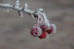 Malus 'Sugar Tyme' - 1/2 STDS C25 - image 2