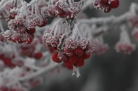 Malus 'Sugar Tyme' - 1/2 STDS C25 - image 4