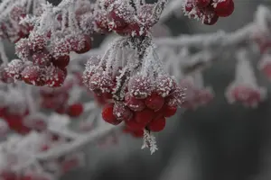 Malus 'Sugar Tyme' - 1/2 STDS C25 - image 4
