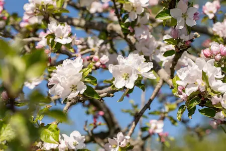 Malus sylvestris - 100-125 CM C2