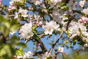 Malus sylvestris