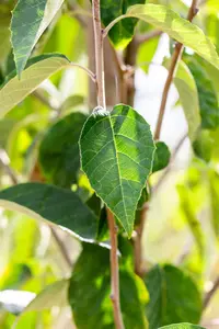 Malus tschonoskii - 60-80 CM C2 WHIP - image 2