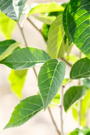Malus tschonoskii - 60-80 CM C2 WHIP - image 4