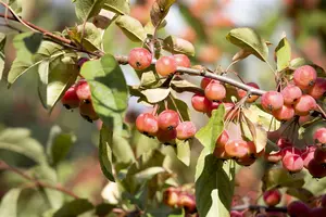 Malus tschonoskii