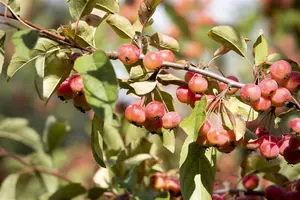 Malus tschonoskii - STDS 12-14 CM CONT - image 5