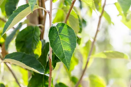 Malus tschonoskii - 60-80 CM C2 WHIP - image 3