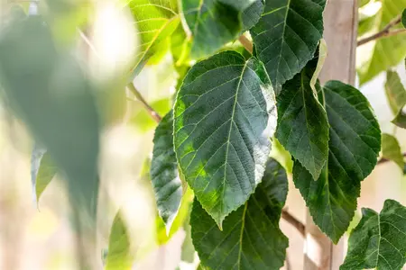 Malus tschonoskii - 60-80 CM C2 WHIP - image 5