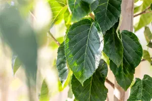 Malus tschonoskii - 60-80 CM C2 WHIP - image 5