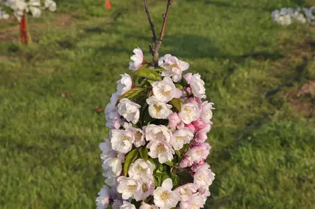 Malus 'Van Eseltine' - 80-100 CM C10