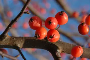 Malus 'Velvet Pillar'