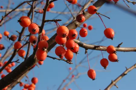 Malus 'Velvet Pillar' - 1/2 STDS C10 - image 2