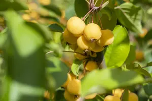 Malus 'Wintergold'