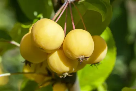 Malus 'Wintergold' - 5 Ltr pot - image 2
