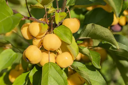Malus 'Wintergold' - 5 Ltr pot - image 3