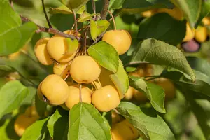 Malus 'Wintergold' - 5 Ltr pot - image 3