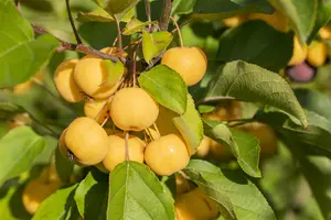 Malus 'Wintergold' - STDS 10-12 CM RB - image 3