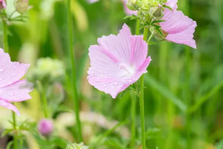 Malva alcea 'Fastigiata' - P9 - image 1