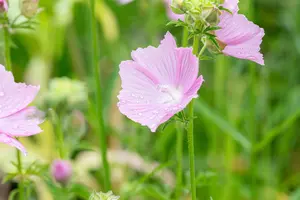Malva alcea 'Fastigiata'