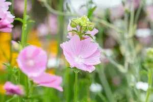 Malva alcea 'Fastigiata' - P9 - image 2
