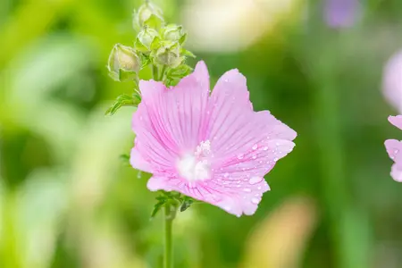 Malva alcea 'Fastigiata' - P9 - image 3