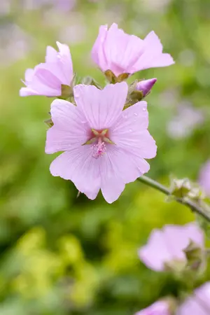 Malva moschata - P11 - image 2