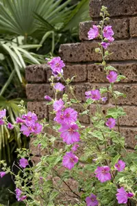 Malva moschata - P11 - image 3
