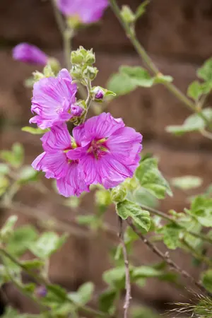 Malva moschata - P11 - image 4