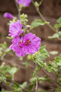 Malva moschata - P11 - image 4