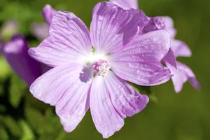 Malva moschata