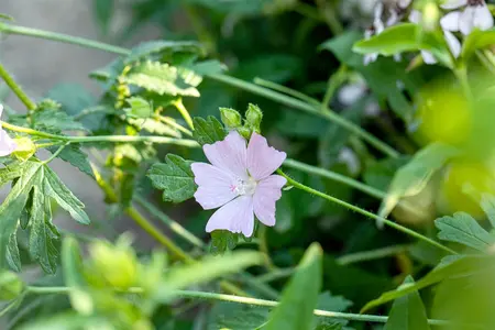Malva moschata - P11 - image 5