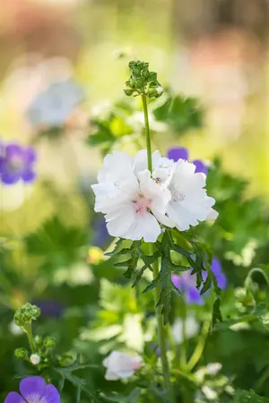 Malva moschata 'Alba' - P9 - image 1