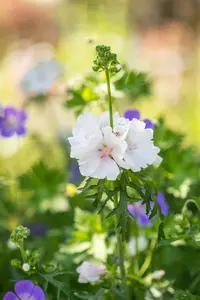 Malva moschata 'Alba'