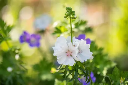 Malva moschata 'Alba' - P9 - image 2