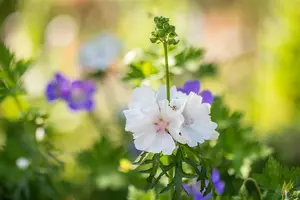 Malva moschata 'Alba' - P9 - image 2