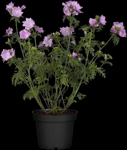 Malva sylvestris