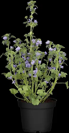 Malva sylvestris - P9 - image 2