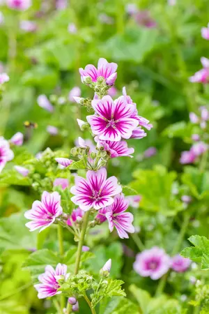 Malva sylvestris 'Zebrina' - P9 - image 2