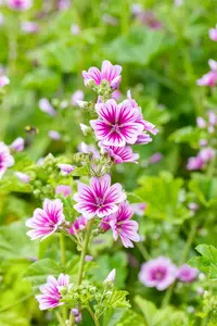 Malva sylvestris 'Zebrina' - P9 - image 2